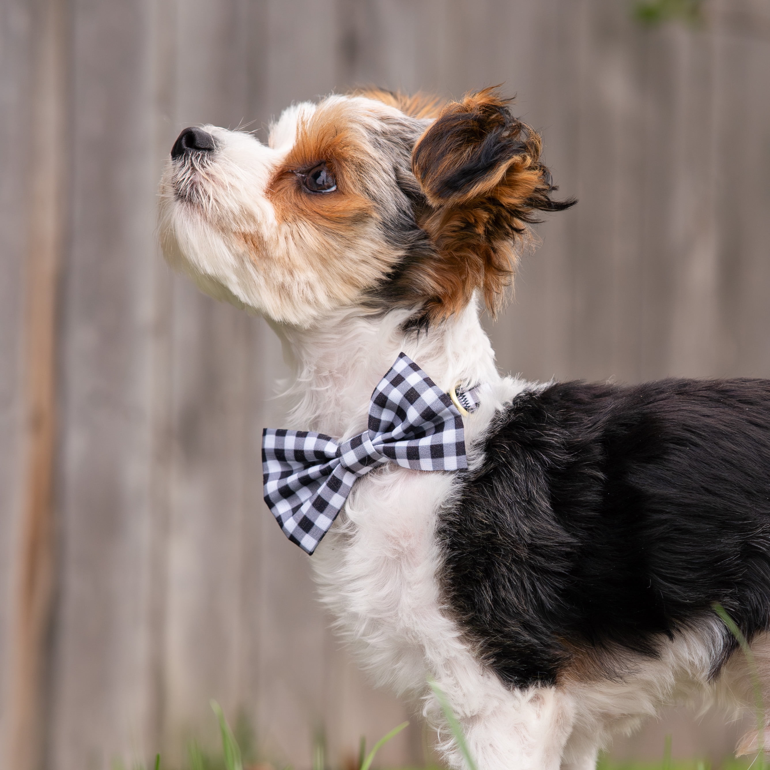 Vibrant Life Gingham 3D Bow Tie Dog Collar, Size Xsmall