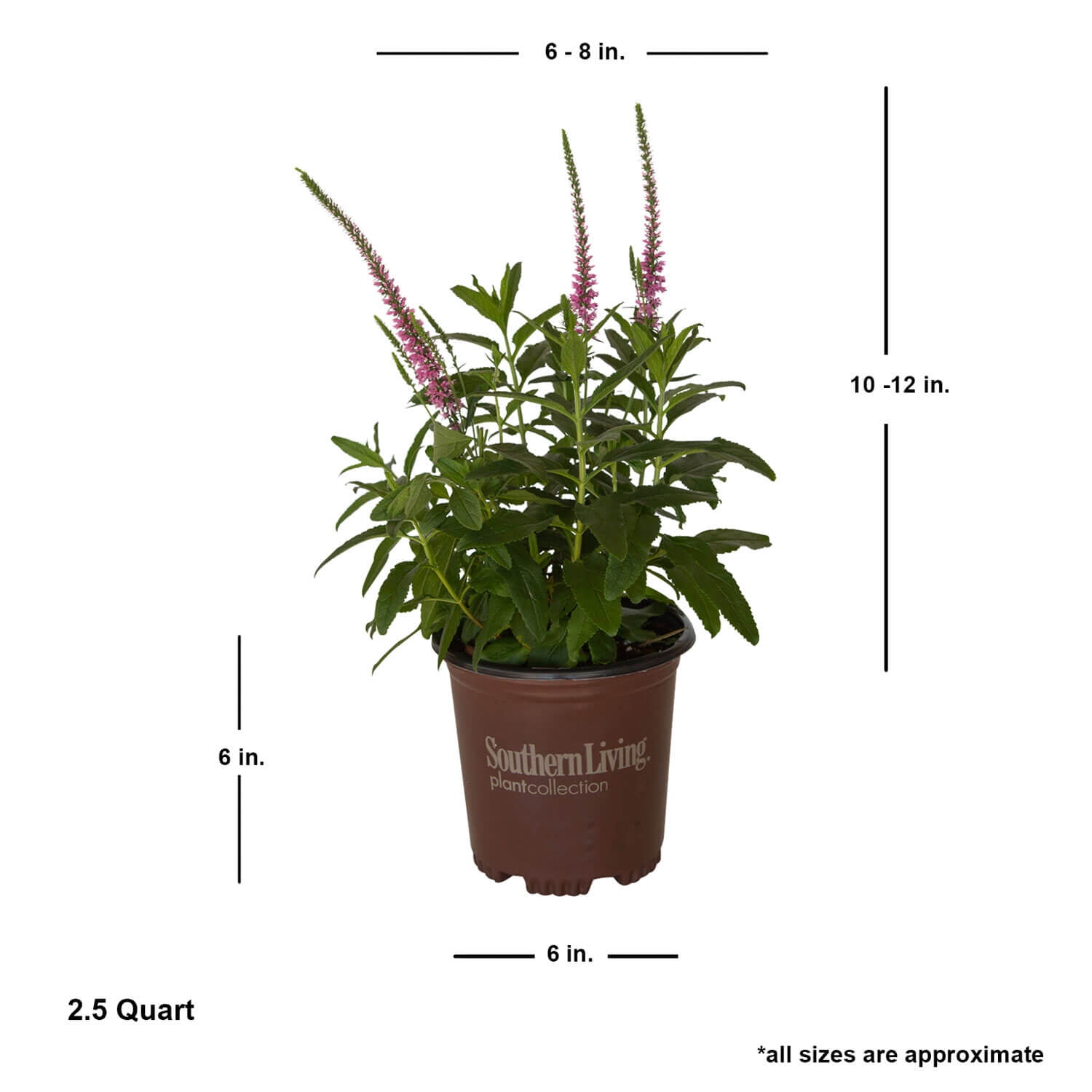 Southern Living Pink Moody Blues Veronica Live Perennial in 2.5-Quart Grower Pot