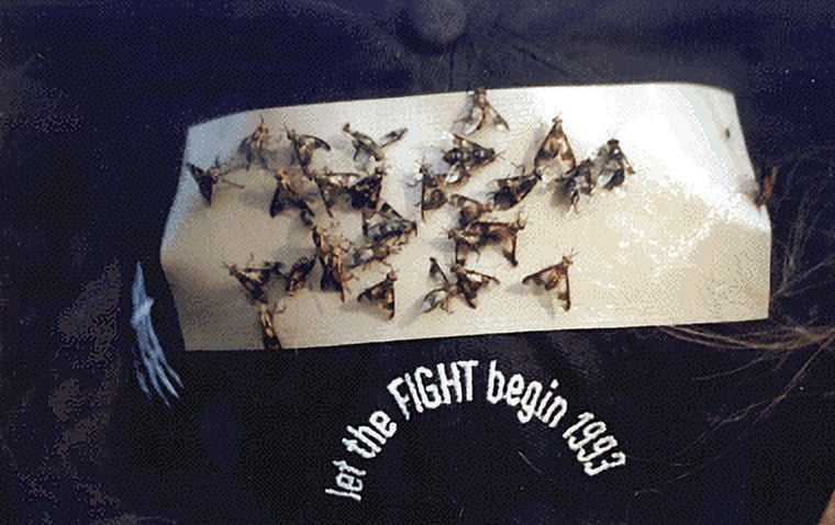 40 / PK Deerfly Patches / Deer Fly Patch
