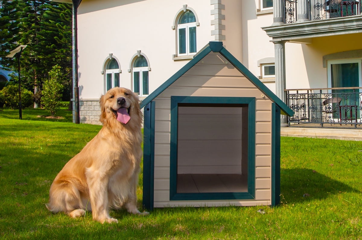 New dog house. Жилище собаки. Дог Хаус. Дог Хаус демо. Дог Хаус красивое название.