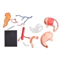 thumbnail image 4 of Heliisoer Stomach Anatomical Model Human Anatomy Model, 4 of 8