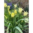 thumbnail image 4 of 40 Deer Resistant Tulips Bulbs-Wildflower Mixture, 4 of 5