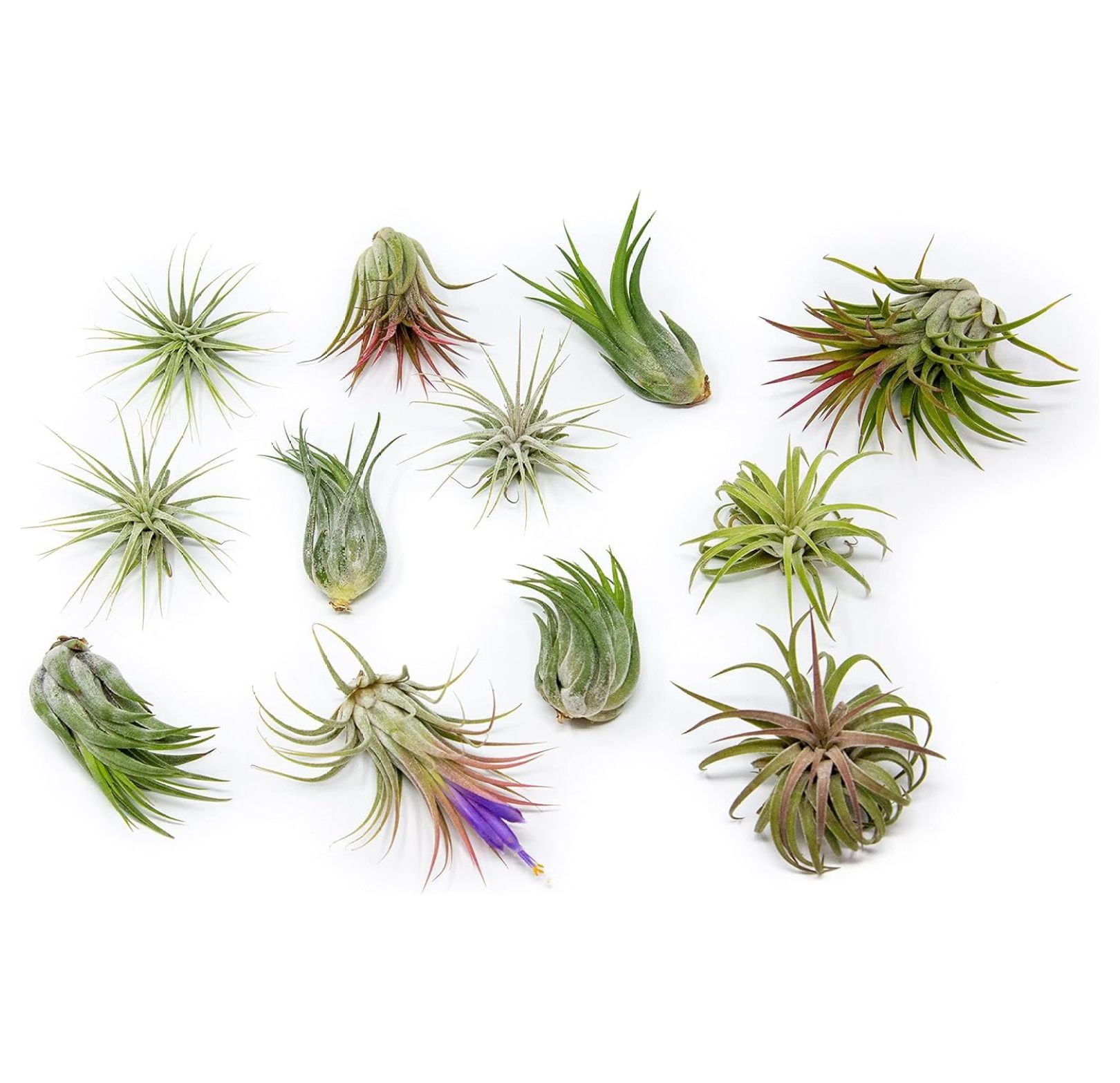 White Ceramic Wall Planter Assorted Air Plant Live Tillandsia In