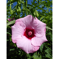 thumbnail image 2 of Set of 2 Lady Baltimore Hibiscus Moscheutos Live Plants 4-6 Inch Tall, Giant Pink Hibiscus Plants, Tropical Flowering for Garden, No Ship TX, 2 of 6
