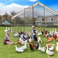 thumbnail image 4 of Qinaqin 13FT Grande Metálico Chicken Coop con cm de Anchoaterproof Cover Anchoalk en Runs para Yard Poultry Cage Backyard Farm Garden, 4 of 7