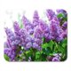 POGLIP Bleu Buisson Branche Printemps Lilas Fleurs Vert Arbre Gros Plan Tapis de Souris Tapis de Souris Tapis de Souris 9x10 Pouces – image 1 sur 1