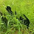 thumbnail image 2 of Naiovety 6 uds gato negro silueta gato decorativo jardín estacas gato jardín estatuas jardín al aire libre estatuas animales estacas para decoración Decoración del hogar Naiovety HA037382-00, 2 of 6