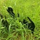thumbnail image 4 of Moyic 6 uds gato negro silueta gato decorativo jardín estacas gato jardín estatuas jardín al aire libre estatuas animales estacas para decoración Decoración del hogar Moyic HA037382-00, 4 of 6