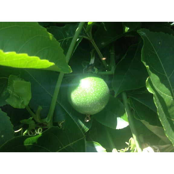 Hawaiian Live Passiflora Lilikoi Passion Fruit Plant Seeds 1 Pk (20 per Pack) Full Sun