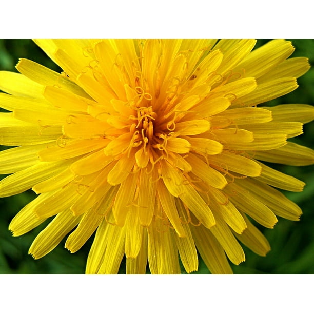 Download Dandelion Yellow Flower Yellow Macro Plant Flower 20 Inch By 30 Inch Laminated Poster With Bright Colors And Vivid Imagery Fits Perfectly In Many Attractive Frames Walmart Com Walmart Com
