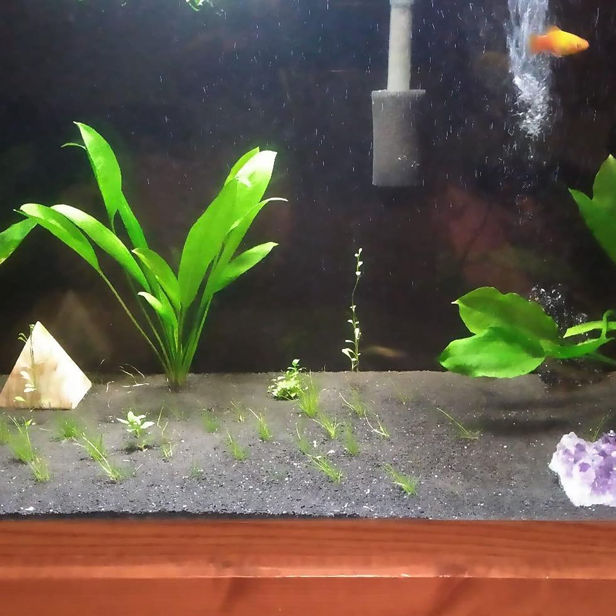 Amazon Sword Echinodorus Bleheri (3 Pack Potted - 5-8 Inches) Live Aquarium Plants BUY 2 GET 1 FREE