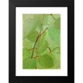 thumbnail image 2 of Abbott Handerson Thayer 14x18 Black Modern Framed Museum Art Print Titled - Sphinx Caterpillar, Study for Book Concealing Coloration in the Animal Kingdom, 2 of 5