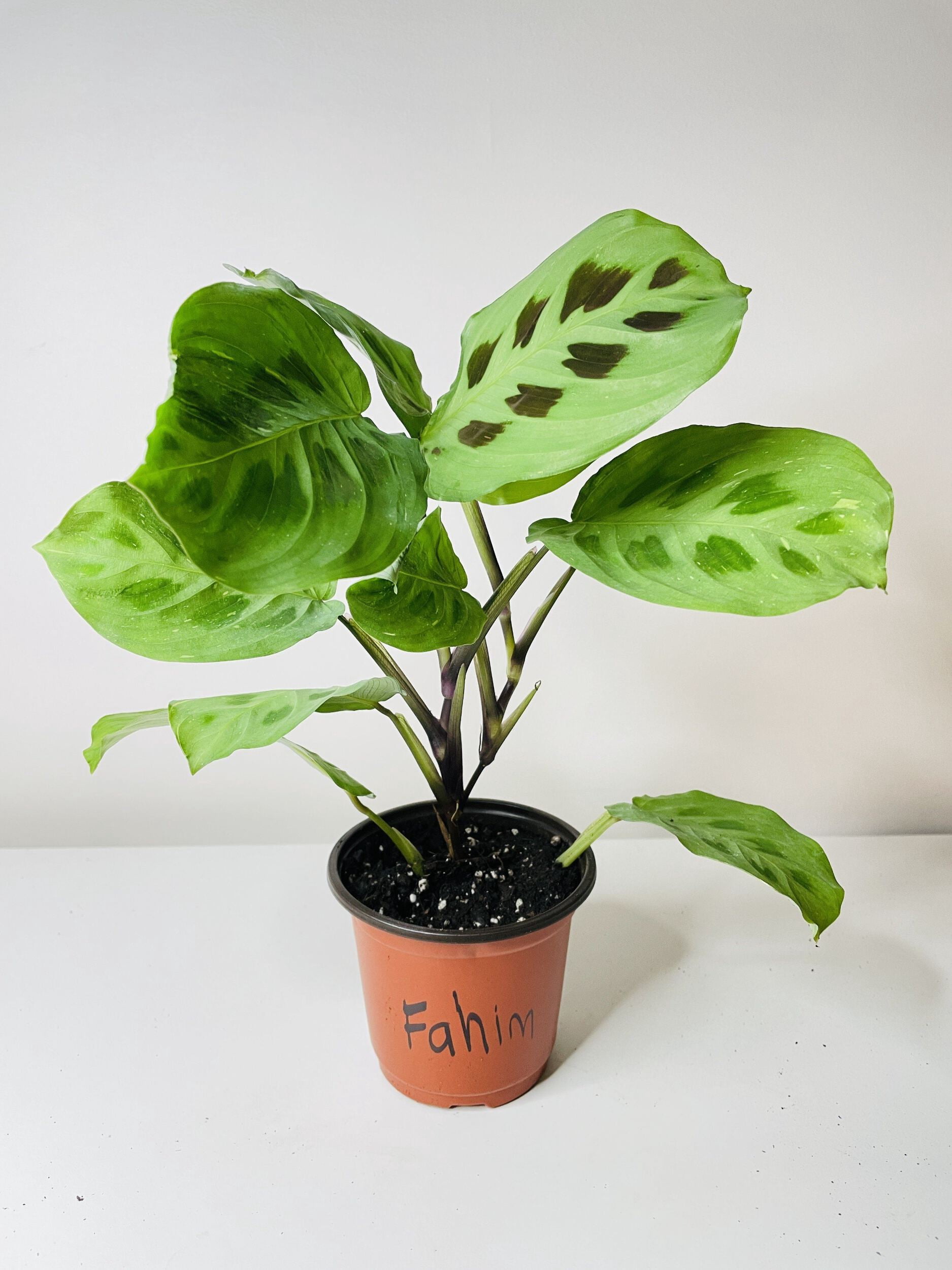 Variegated Maranta Leuconeura Kerchoveana