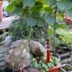 thumbnail image 5 of 1 pieza / 3 piezas / 5 piezas jardín enrejado soporte de plantas jaulas estacas para plantas trepado Abanopi TypeA/3 piezas, 5 of 7