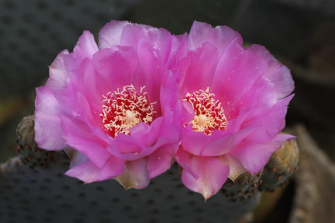 100 Best Cacto Flowers Images In 2020 Cactus Flowers