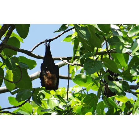 Framed Art For Your Wall Bat Mammal Hanging Hang Claws Animal Flying Framed Art For Your Wall Bat Mammal Hanging Hang Claws Animal Flying Fox 10x13 Frame