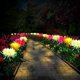 thumbnail image 3 of Luces de estaca de jardín solar para exteriores, paquete de 3 luces de flores de crisantemo con energía solar, LED (amarillo, rojo, blanco). Afortunado Sencillez, 3 of 5