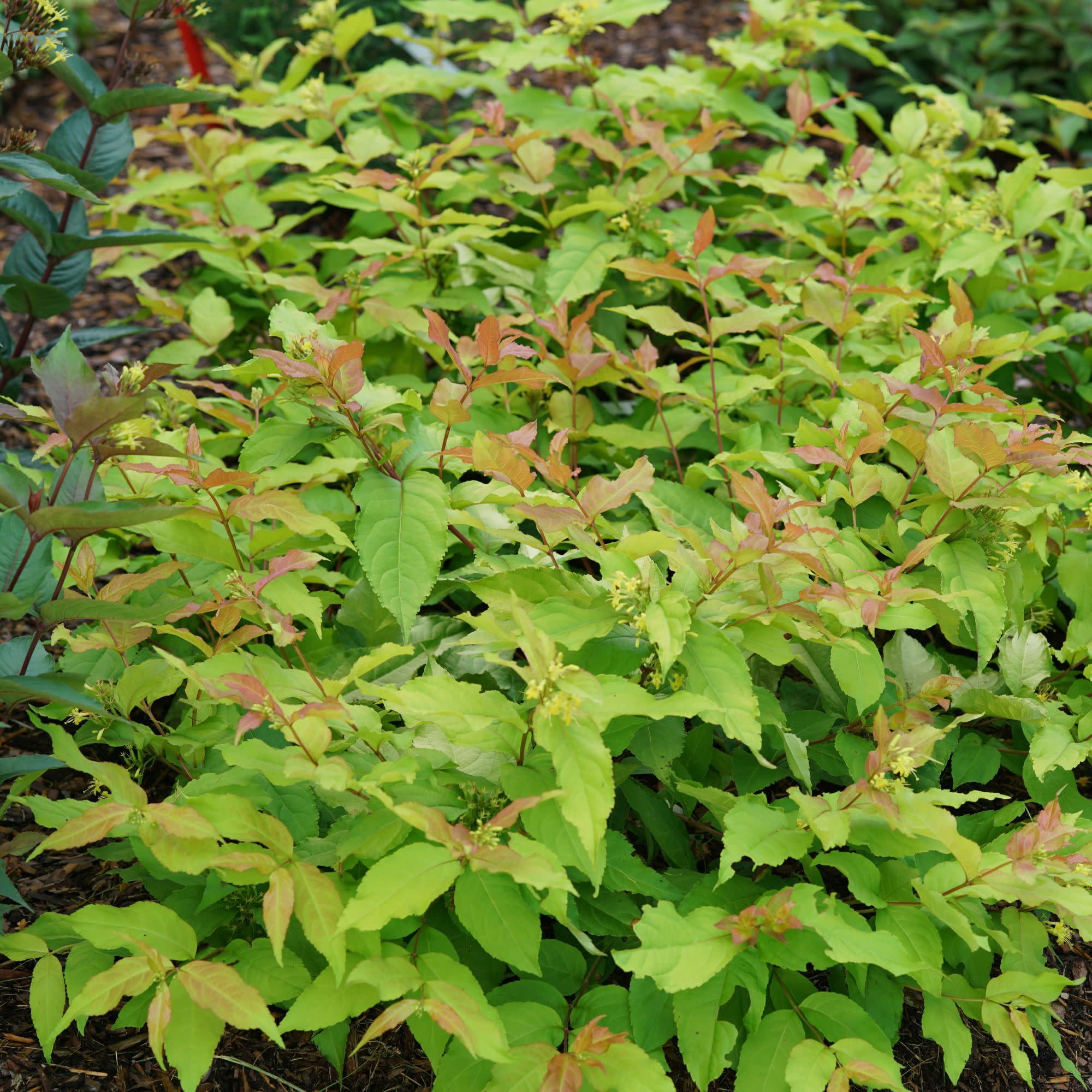 Proven Winners ColorChoice 5" Orange Kodiak Fresh Diervilla Live Plant in 4.5" Pot (4 Count)