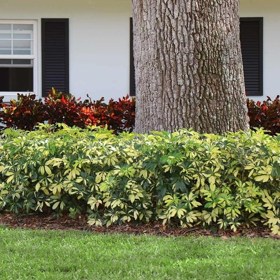 Arboricola Variegated Trinette 1 Extra Large 3 Gallon Plant Schefflera arboricola 'Trinette' Lush Foliage Indoor/Outdoor Versatility