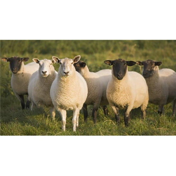 Posterazzi DPI1877221 Sheep In A Pasture - Yorkshire, England Poster Print, 21 x 11