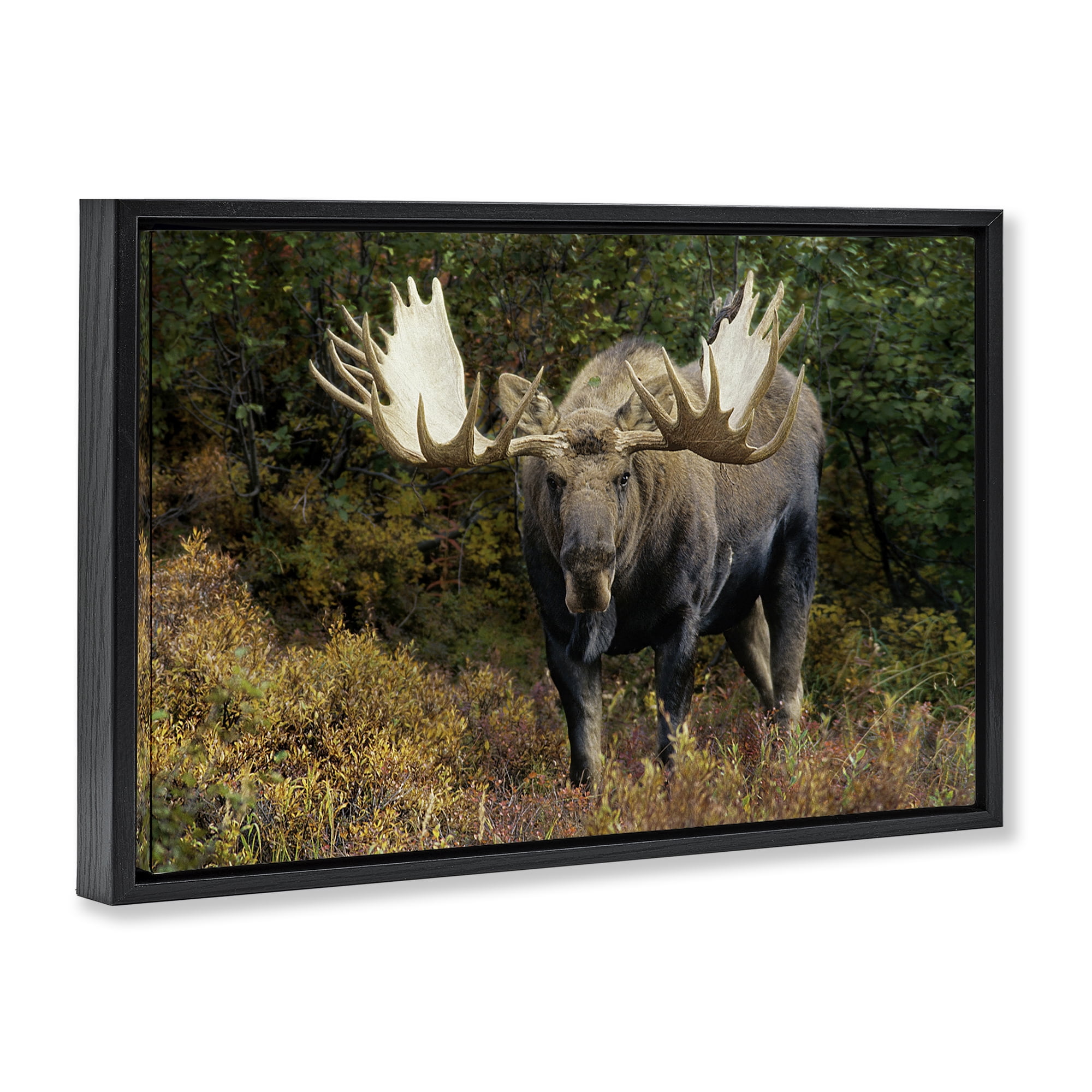 Stupell Industries Bull Moose Face Off Animals Photography Black Floater Framed Canvas Art Print Wall Art, 31 x 21