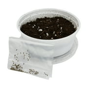 Komodo Grow Your Own Dandelion Reptile Food Kit , White Cup with Brown Soil and Dandelion Seeds