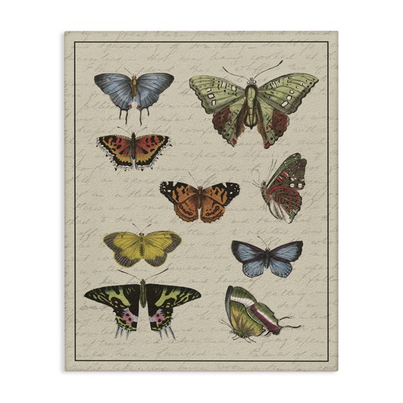 Stupell Industries Shabby Chic Vintage Butterfly Study over Muted Cursive Script Canvas Art, 16 x 20, by Lil' Rue
