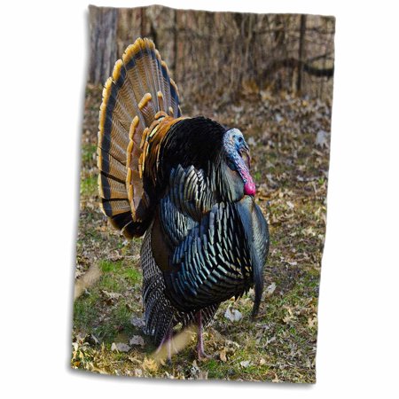 3dRose USA  Minnesota  Mendota Heights  Wild Turkey  Displaying - Towel  15 by 22-inch (twl_314870_1)