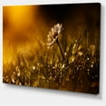 thumbnail image 2 of Vintage Wild Flower In Sunset - Large Floral Canvas Art Print, 2 of 4