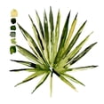 thumbnail image 2 of Parker, Jennifer Paxton 26x26 White Modern Wood Framed Museum Art Print Titled - Watercolor Palmetto Palms I, 2 of 4