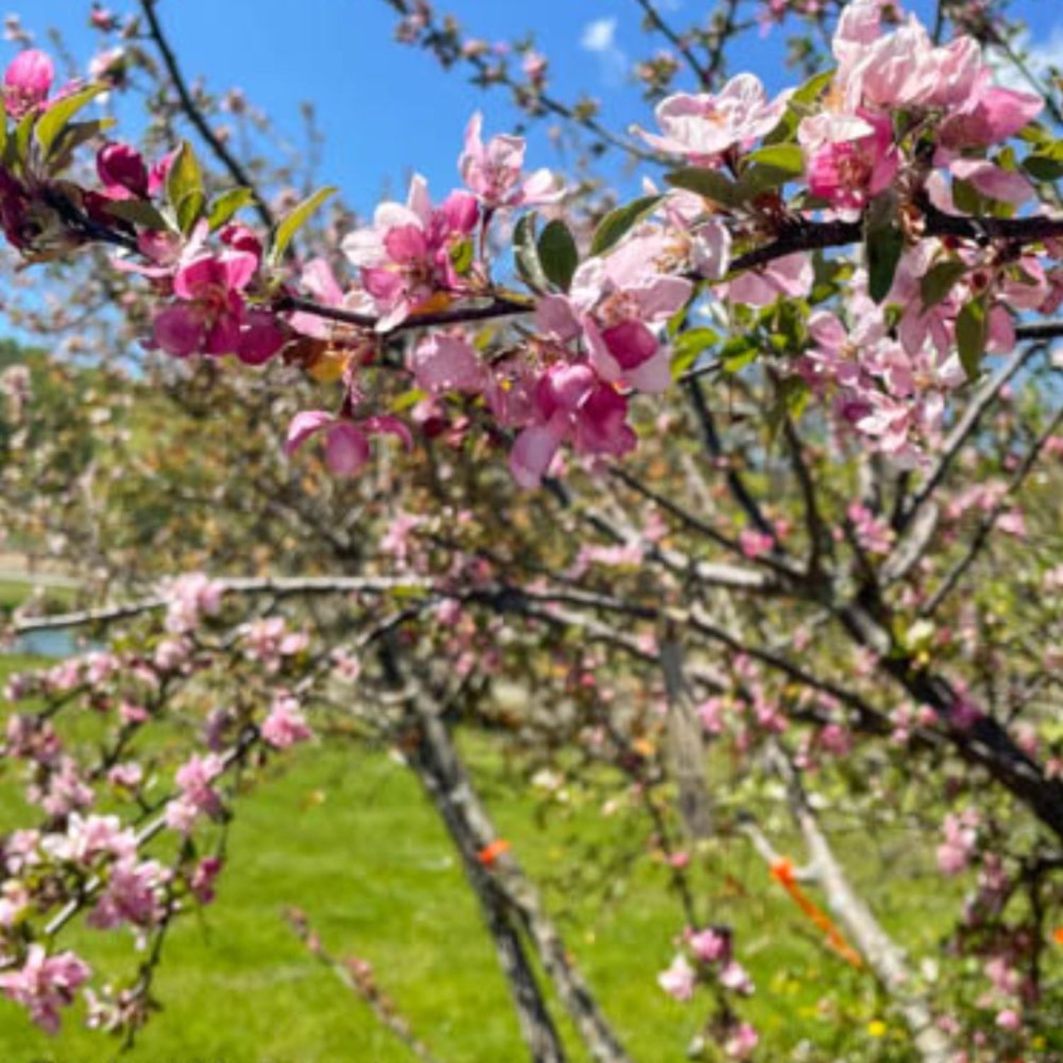 Expert Gardener 3-4 ft tall Robinson Crabapple Live Tree in 7-Gallon Grower Pot