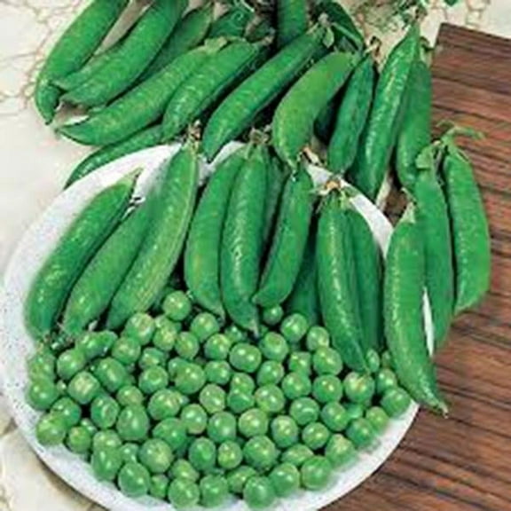 Pea Seed, Little Marvel, Heirloom, Non GMO, 200 Seeds, Perfect Peas