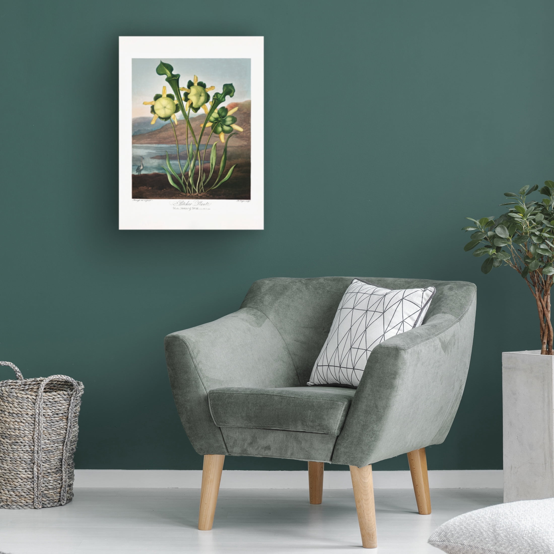 Trademark Fine Art Pictufy  Pitcher Plant from The Temple of Flora 1807 Canvas Wall Art