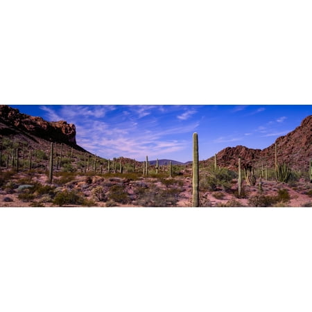 Various cactus plants in a desert Organ Pipe Cactus National Monument Arizona USA Poster Print by Panoramic