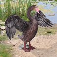 thumbnail image 1 of Design Toscano JQ6234 Belle Statue de Cygne Noir, Pleine Couleur, 1 of 2
