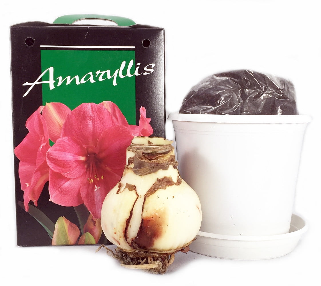 Pink Amaryllis Kit Plastic Pot/Soil & Large Bulb Berbee