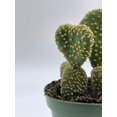 thumbnail image 4 of BubbleBlooms Crested Bunny Ears Cactus, Rare Opuntia microdasys, 4 inch Pot, 4 of 8