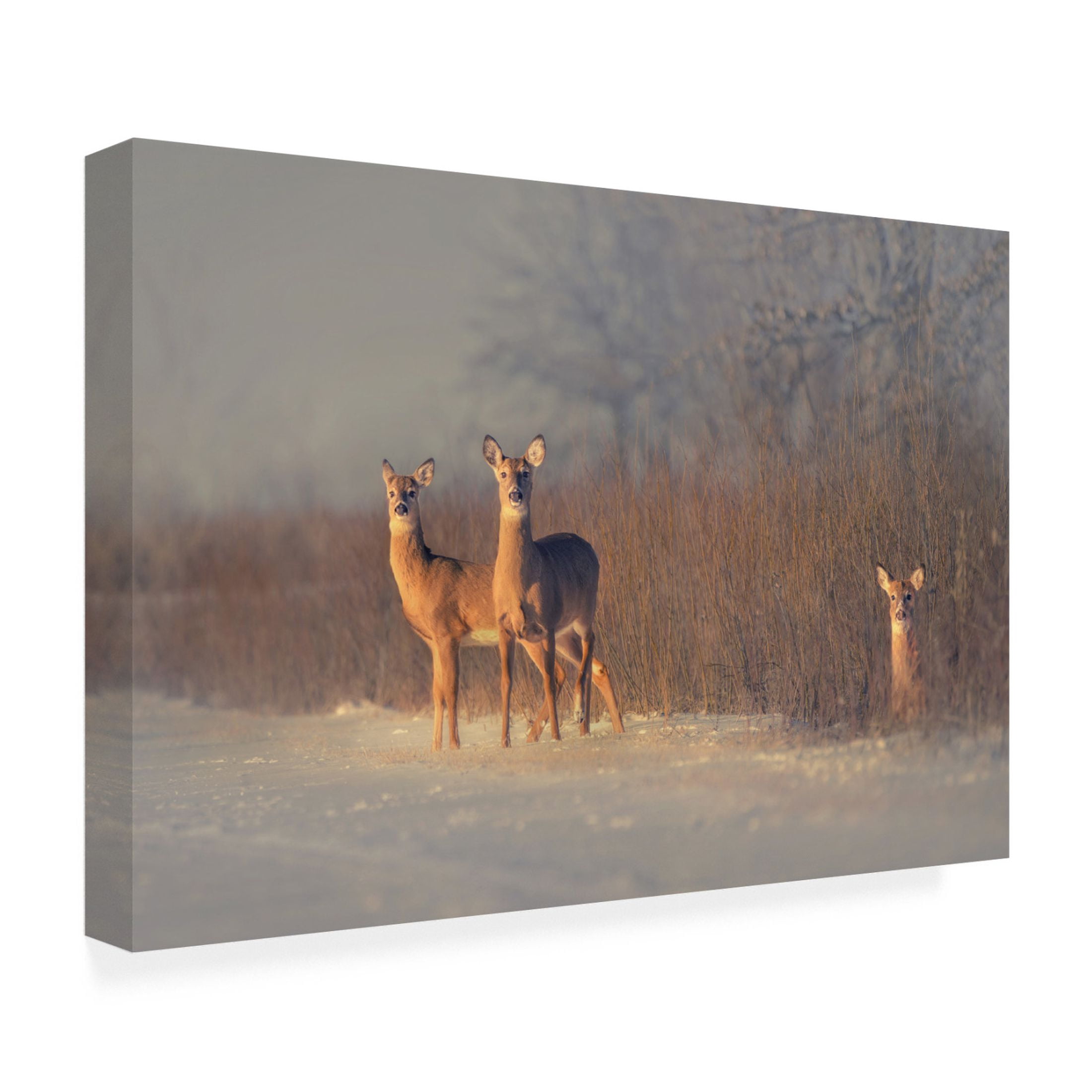 Canvas Wall Art - Qing Zhao 'Three Deer' Wall Art for Living Room, Bedroom, or Office Décor by Trademark Fine Art - 47 x 30 Inches