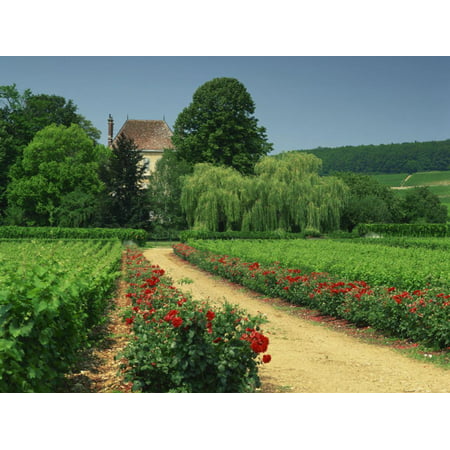 Roses and Vines in Vineyard Near Beaune, Cotes De Beaune, Burgundy, France, Europe Print Wall Art By Michael