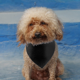 thumbnail image 4 of Pañuelo de algodón lavable para perro, bufanda triangular para perro, bufanda de algodón de doble cara para mascotas pequeñas, medianas y grandes Adepaton Ropa para Perro, 4 of 5