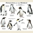 thumbnail image 3 of CafePress - Penguins Of The World Light T Shirt - Men's Classic Graphic T-Shirt, 3 of 4