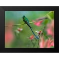 thumbnail image 2 of Fitzharris, Tim 24x19 Black Modern Framed Museum Art Print Titled - Long Tailed Sylph Hummingbird, 2 of 5