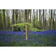 thumbnail image 2 of Bluebells in the woods; Hampshire, England Poster Print (19 x 12), 2 of 2