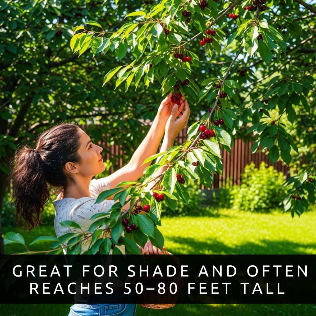 Dwarf Black Cherry Fruit Tree Live Plant Seedling - Prunus serotina, Great for Home and Garden Yards Planting (1 Seedling)