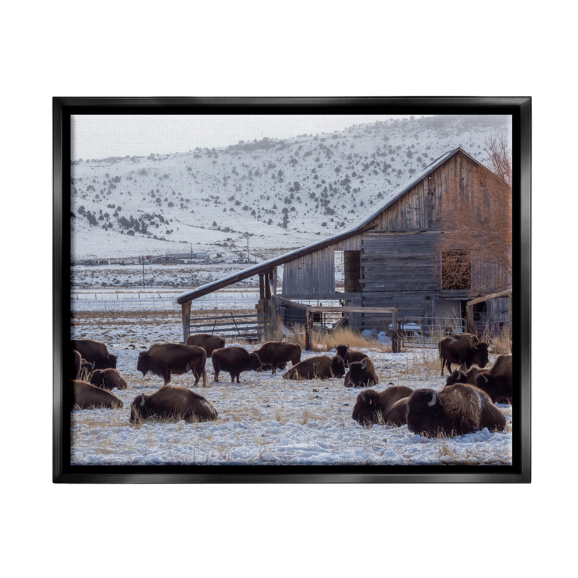 Stupell Industries Grazing Rural Bison Snowy Farmland Barn Scenery Photograph Jet Black Floating Framed Canvas Print Wall Art, Design by Jeff Poe Photography