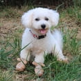 thumbnail image 6 of Winter Plush Dog Booties - Comfortable Anti-Slip Pet Shoes with Zipper Closures for Outdoor Walking, 6 of 8