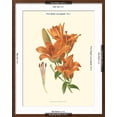 thumbnail image 5 of Art.com Striking Lilies II Art Print by Edward Step, Brown Frame Wall Art, 23" x 29", 5 of 5