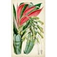 thumbnail image 2 of Curtis  12x18 Gold Ornate Wood Framed with Double Matting Museum Art Print Titled - Tropical Gems III, 2 of 4