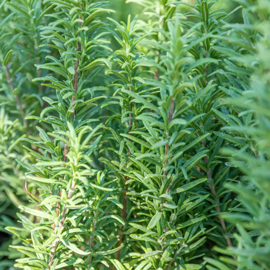Set of 2 ARP Rosemary Live Plants 4-7 Inch Tall, Fragrant Culinary Herb Plants for Indoor Herb Garden & Outdoor Planting