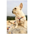 thumbnail image 5 of Petfamily Morandi Checks Dog Collar, Leash, Harness Set, Size:XS to S, for Neck Size: 8.66-13.39 in, up to 30 lbs, 5 of 12